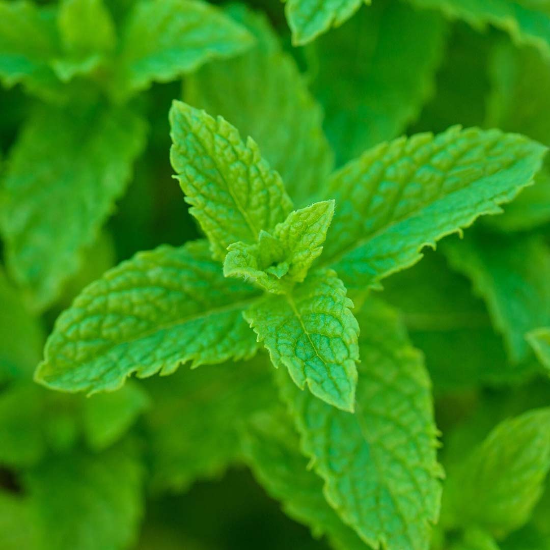 SPEARMINT ESSENTIAL OIL, ORGANIC