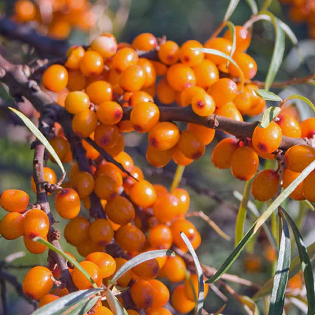 SEA BUCKTHORN BERRY OIL VIRGIN, UNREFINED