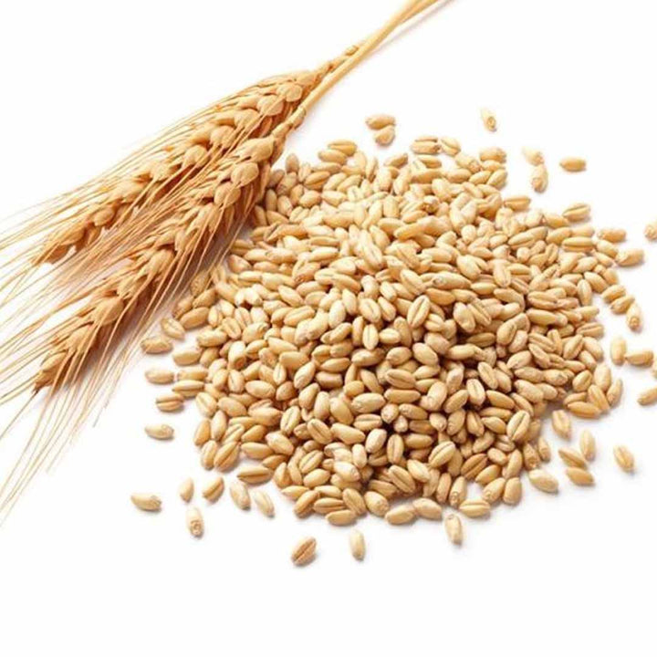 Sri Venkatesh Aromas (SVA Naturals): Top manufacturer & exporter of Bulk Wheat Germ Oil 