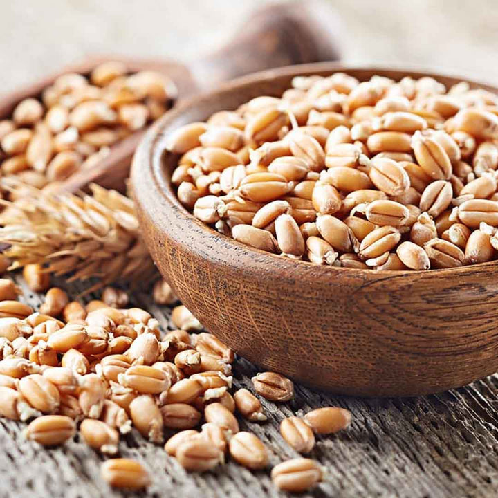 Sri Venkatesh Aromas (SVA Naturals): Bulk manufacturer & Exporter of Wheat Germ Oil, Virgin, Unrefined