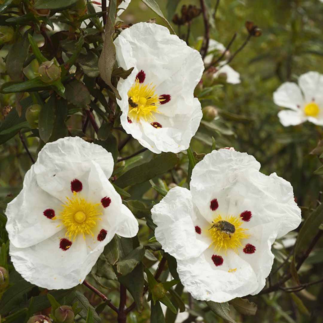 Labdanum Stone Labdanum Cistus Absolute – Sva Naturals