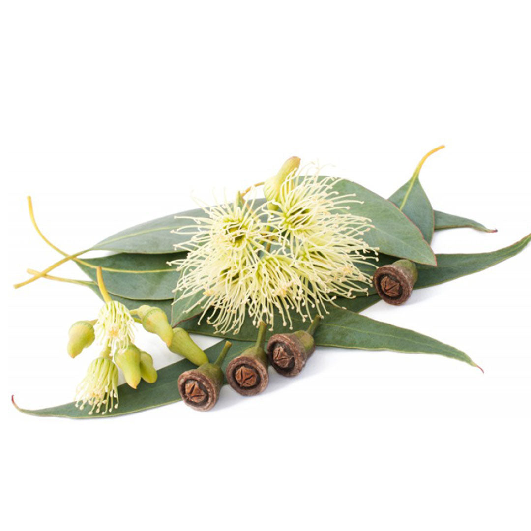 Sri Venkatesh Aromas (SVA Naturals): Top manufacturer & exporter of Bulk Eucalyptus Smithii essential oil