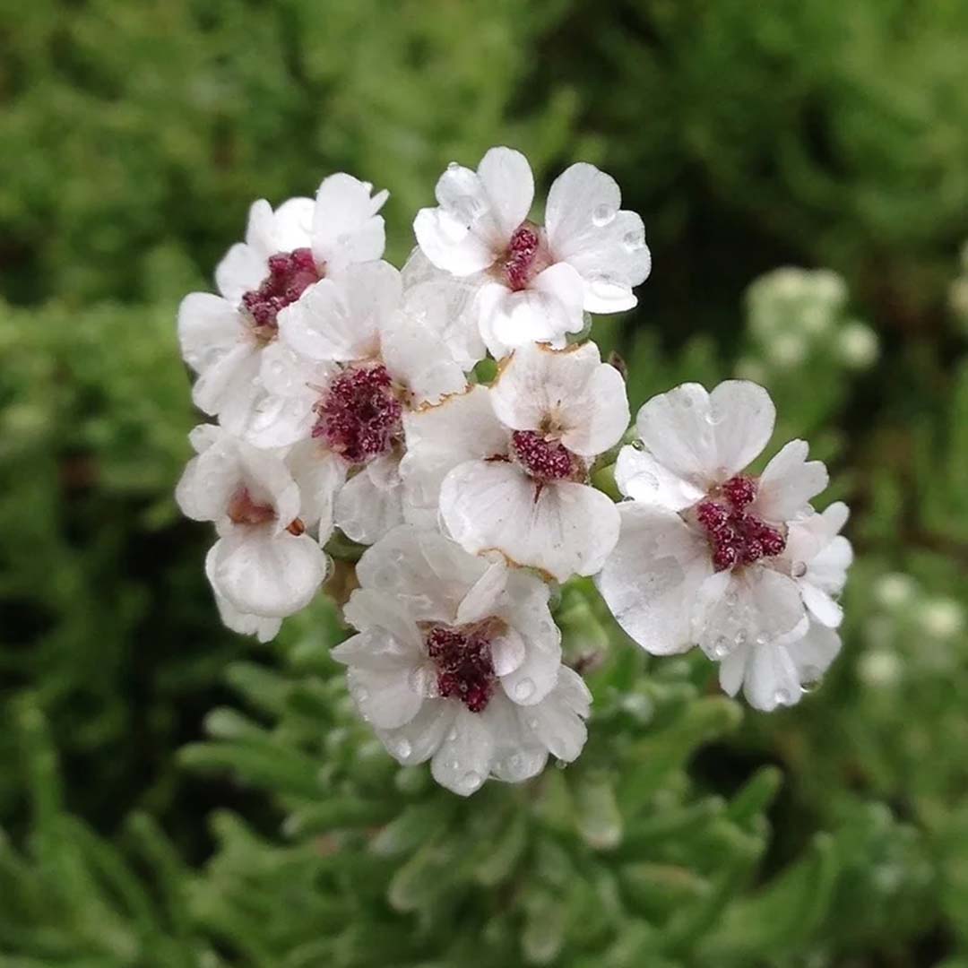 Sri Venkatesh Aromas (SVA Naturals): Bulk manufacturer & Exporter of Cape Snowbush essential oil