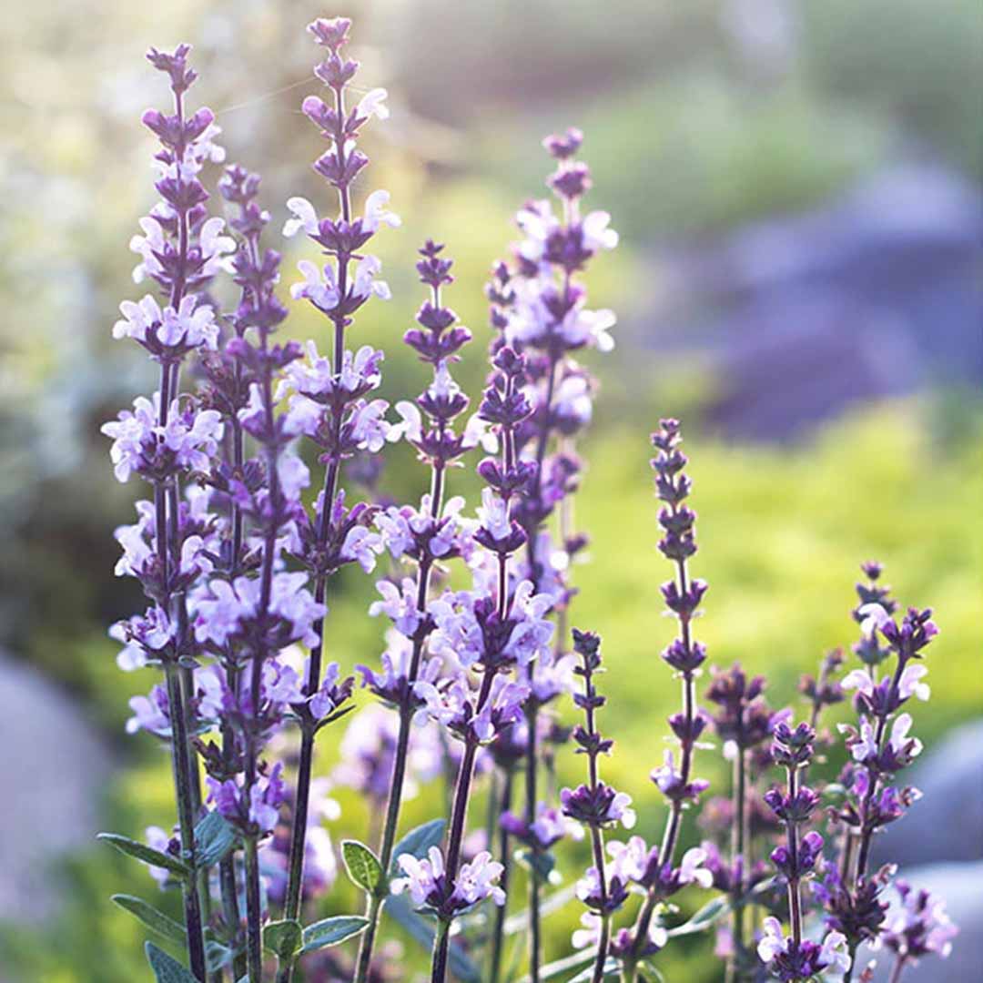 Sri Venkatesh Aromas (SVA Naturals): Top manufacturer & exporter of Bulk Clary Sage oil 3% in Jojoba oil