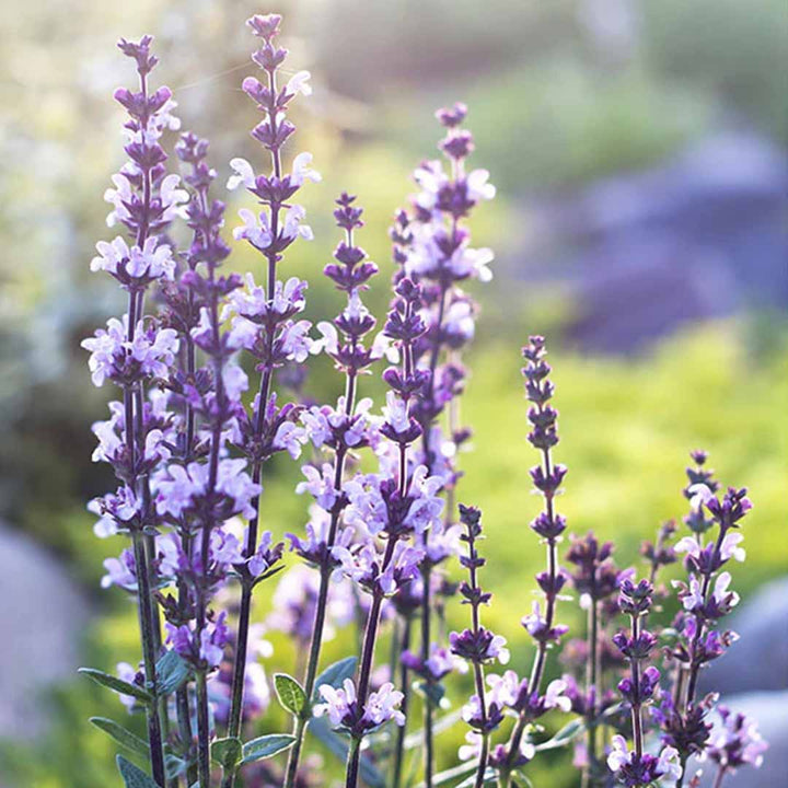 Sri Venkatesh Aromas (SVA Naturals): Top manufacturer & exporter of Bulk Clary Sage oil 3% in Jojoba oil