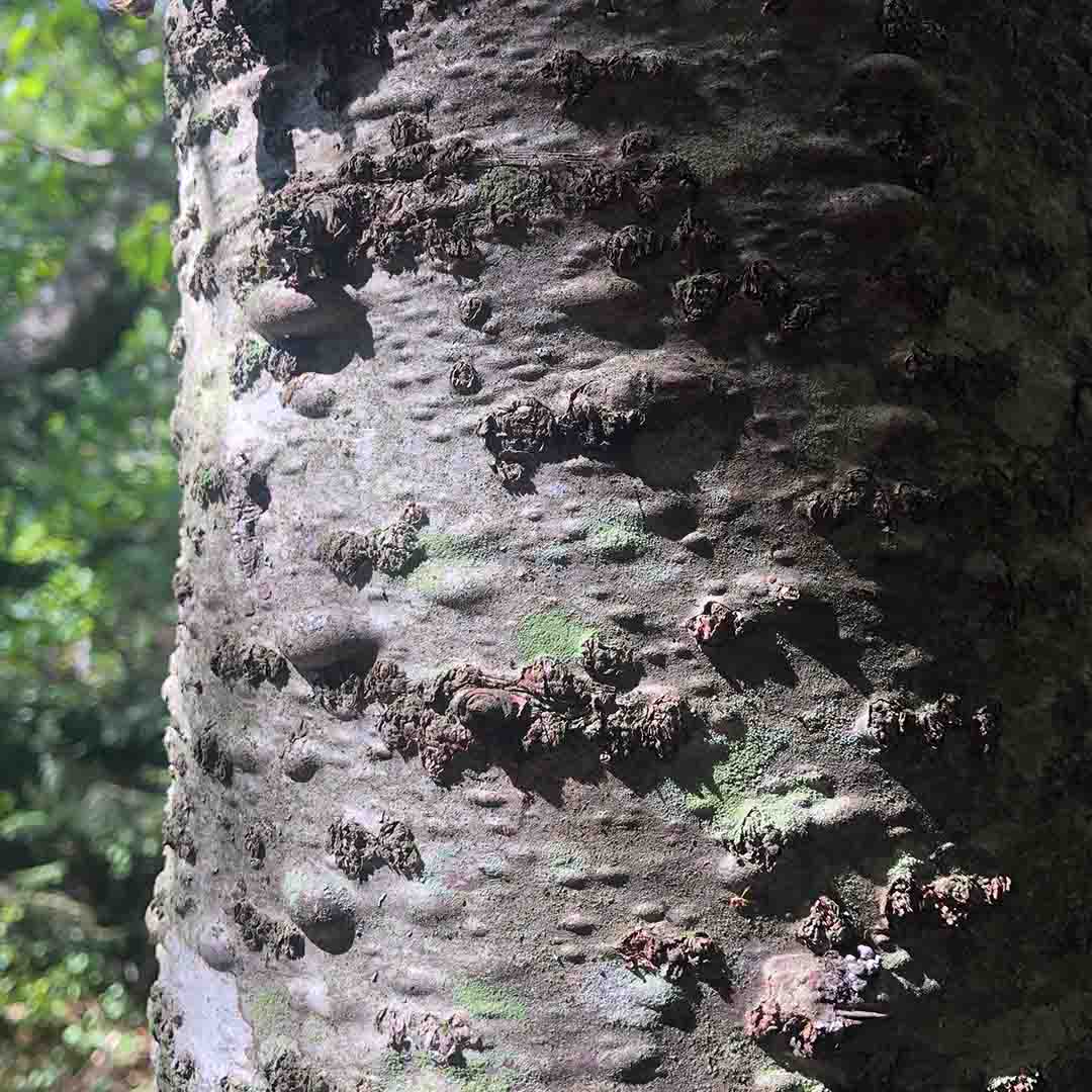 ORGANIC BALSAM FIR BARK FLORAL WATER