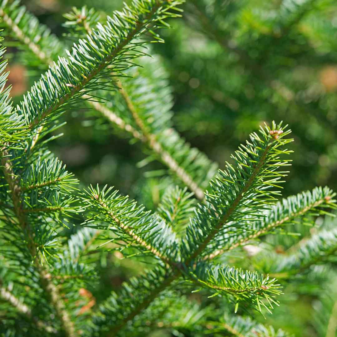 ORGANIC BALSAM FIR NEEDLE FLORAL WATER