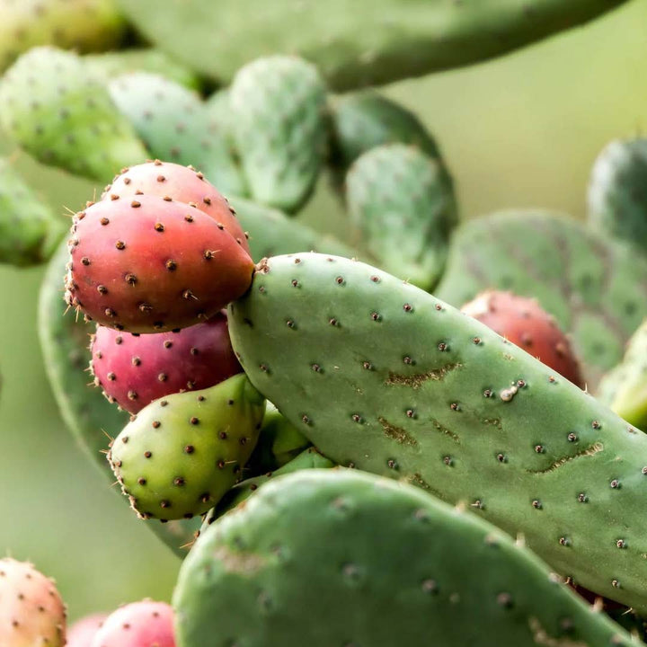 PRICKLY PEAR SEED OIL ORGANIC (CACTUS SEED OIL)
