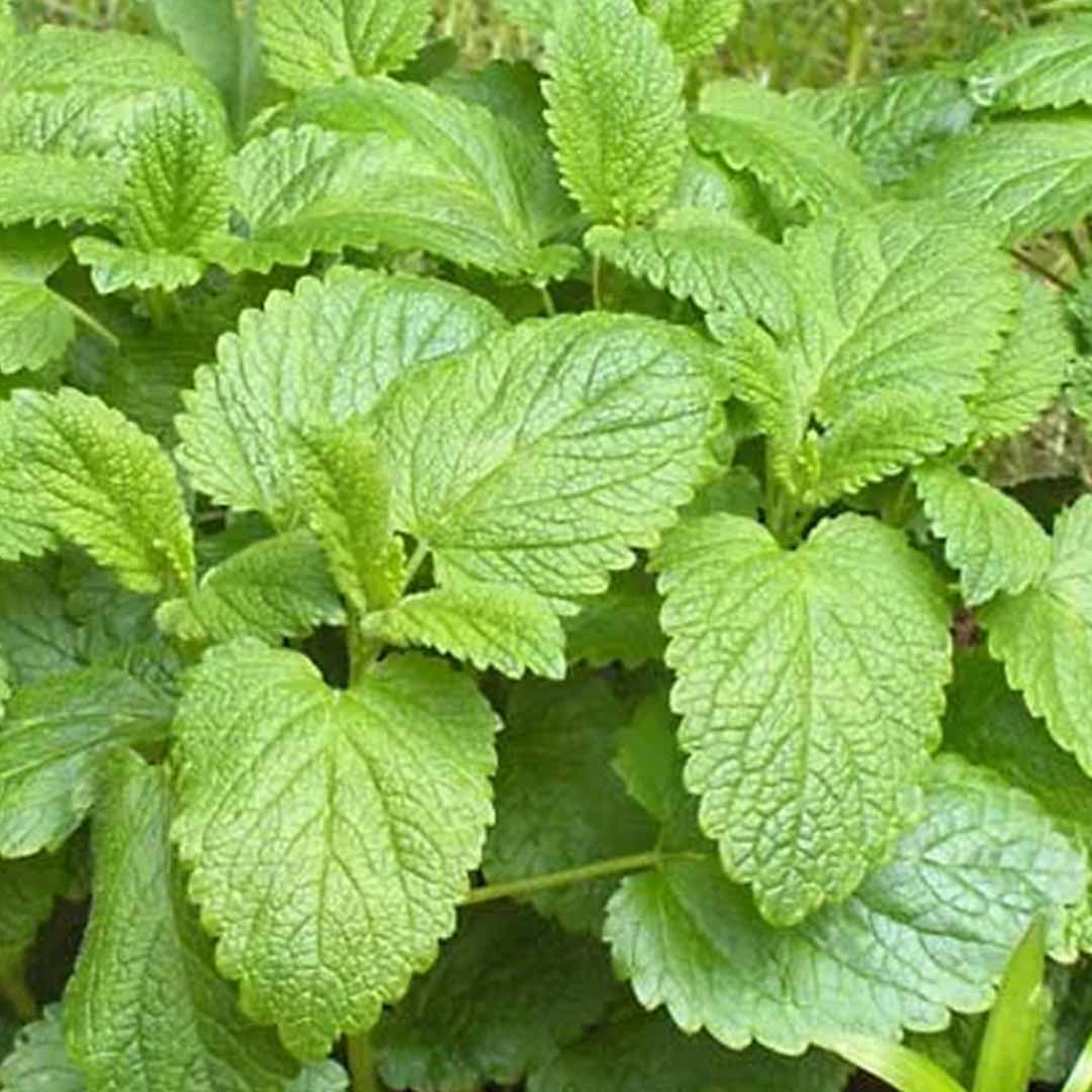 MELISSA (LEMON BALM) ESSENTIAL OIL