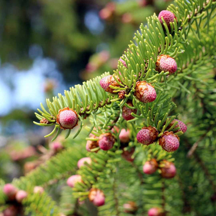 ORGANIC BLACK SPRUCE FLORAL WATER