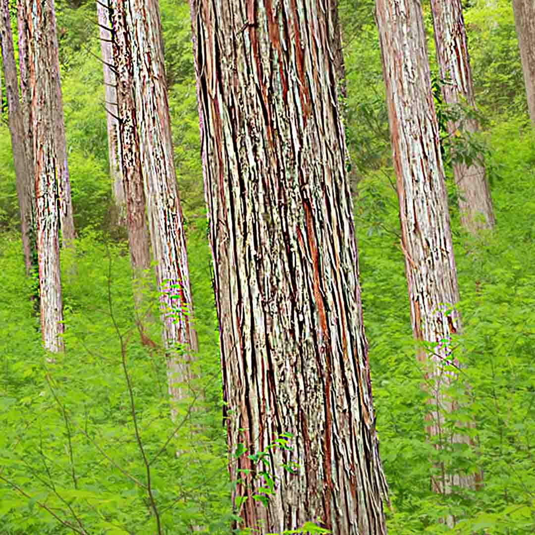 HINOKI WOOD ESSENTIAL OIL