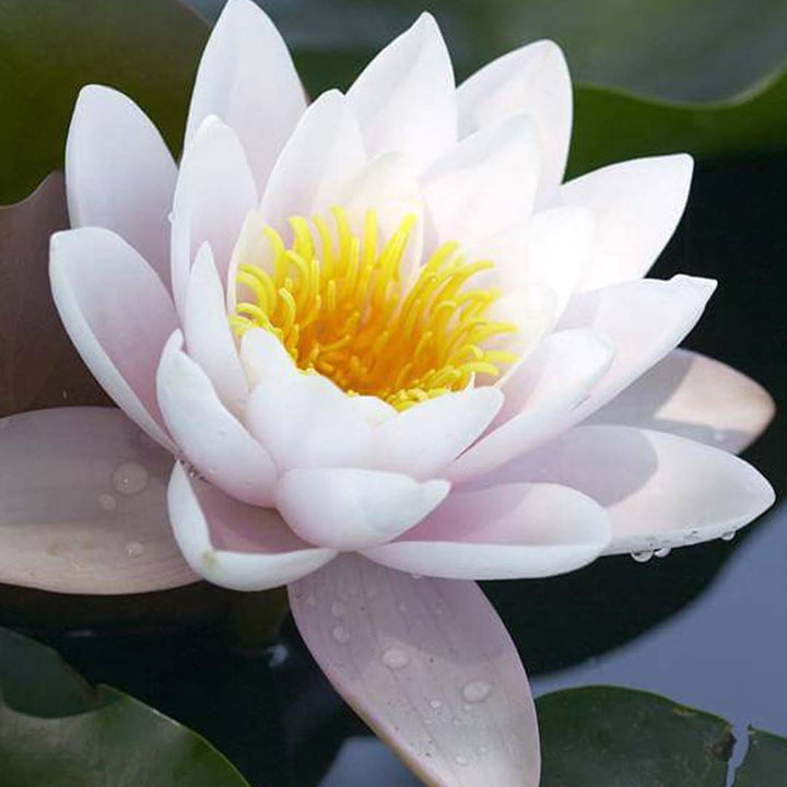 Sri Venkatesh Aromas (SVA Naturals): Bulk manufacturer & Exporter of White Lotus Absolute