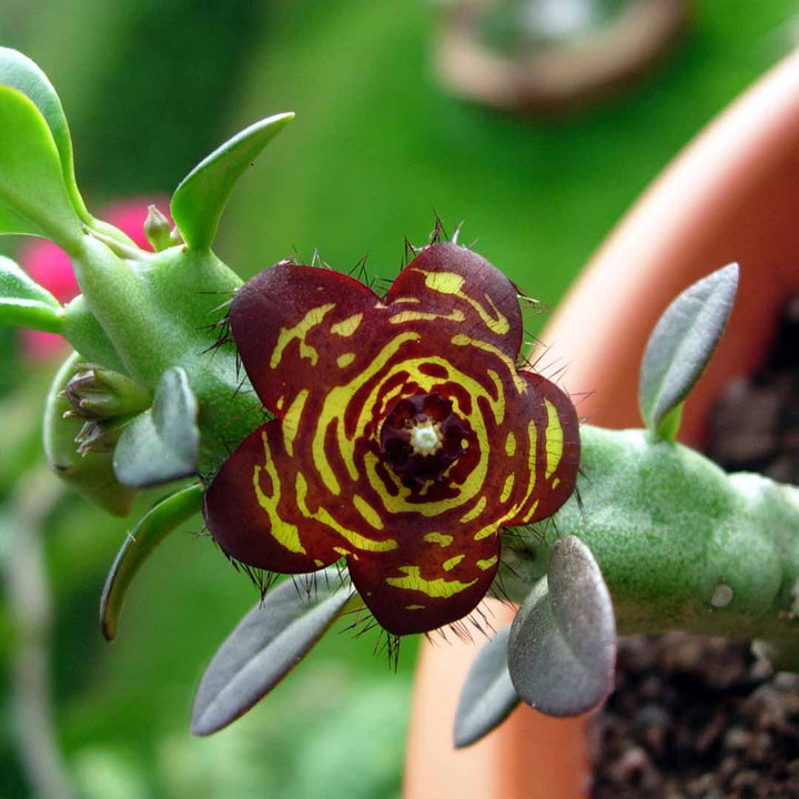 CARALLUMA EXTRACT