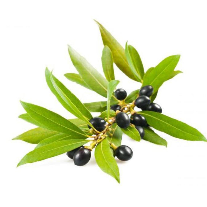 LAUREL BERRY FRUIT OIL
