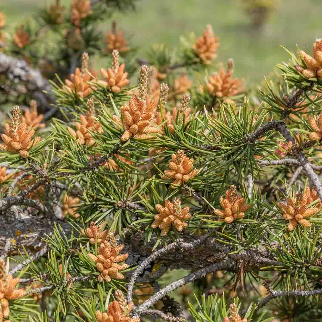 ORGANIC JACK PINE FLORAL WATER