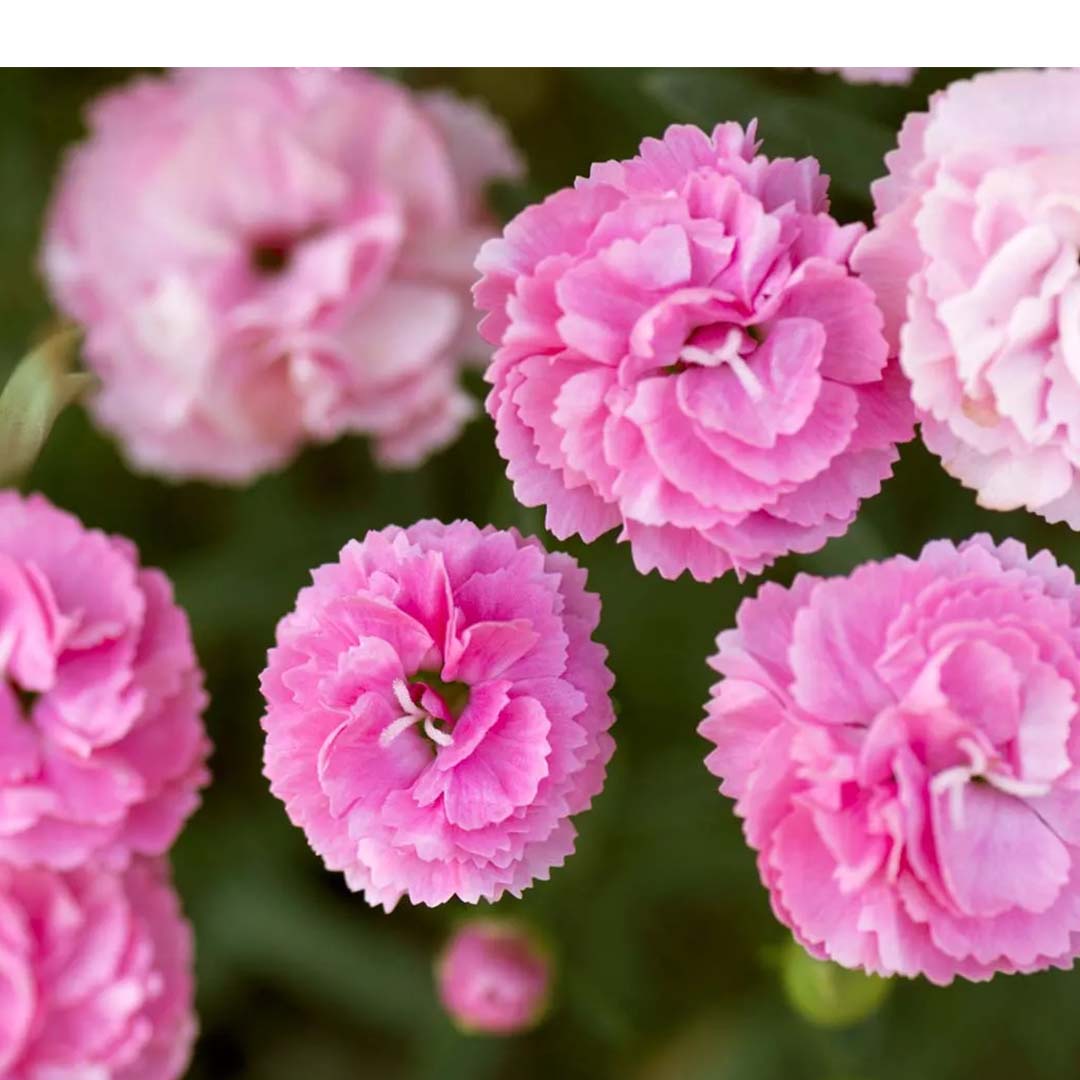 Sri Venkatesh Aromas (SVA Naturals): Bulk manufacturer & Exporter of Carnation Floral Wax
