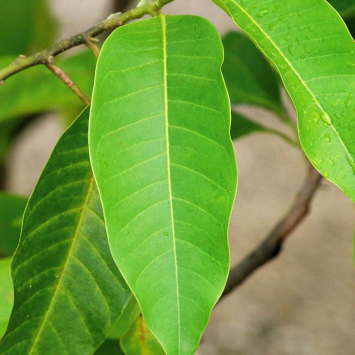 MICHELIA ALBA LEAF OIL (WHITE CHAMPA LEAF OIL)