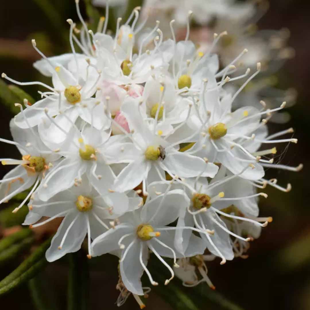 ORGANIC LABRADOR TEA FLORAL WATER