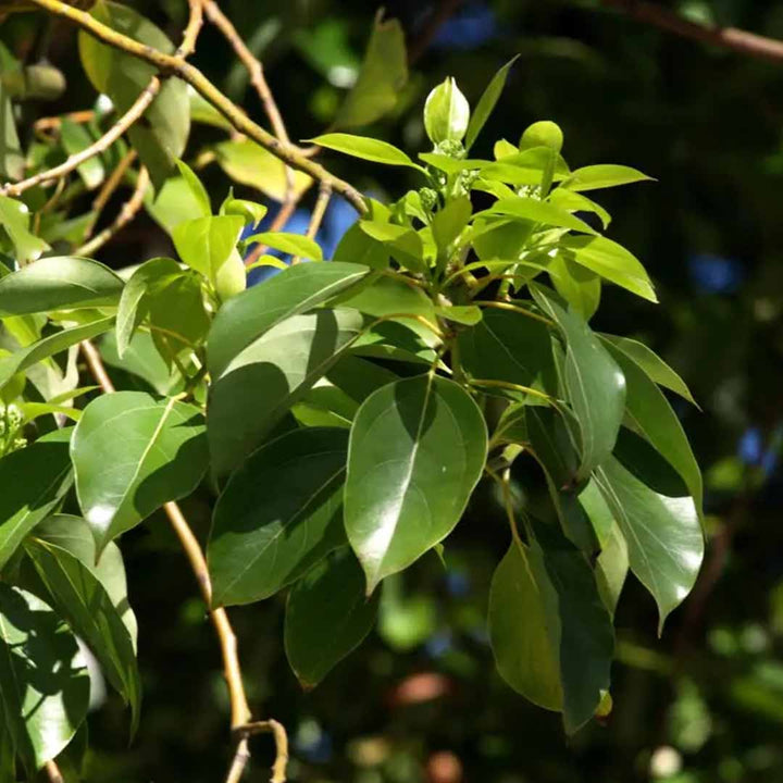 RAVINTSARA (MADAGASCAR CAMPHOR) ESSENTIAL OIL