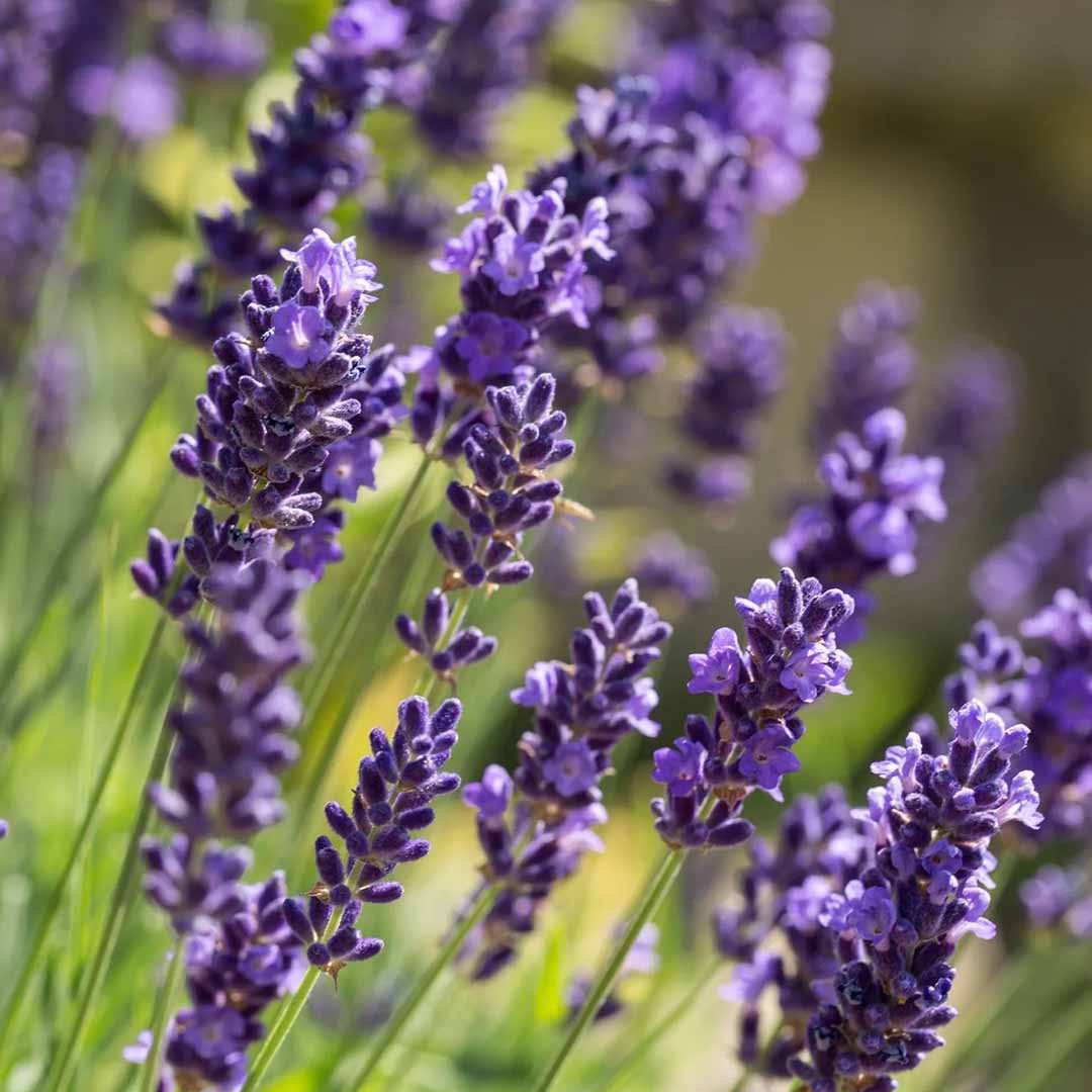 LAVANDIN ESSENTIAL OIL (DUTCH LAVENDER)