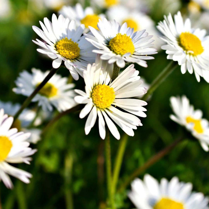 Sri Venkatesh Aromas (SVA Naturals): Top manufacturer & exporter of Bulk Wild chamomile 3% in jojoba 	