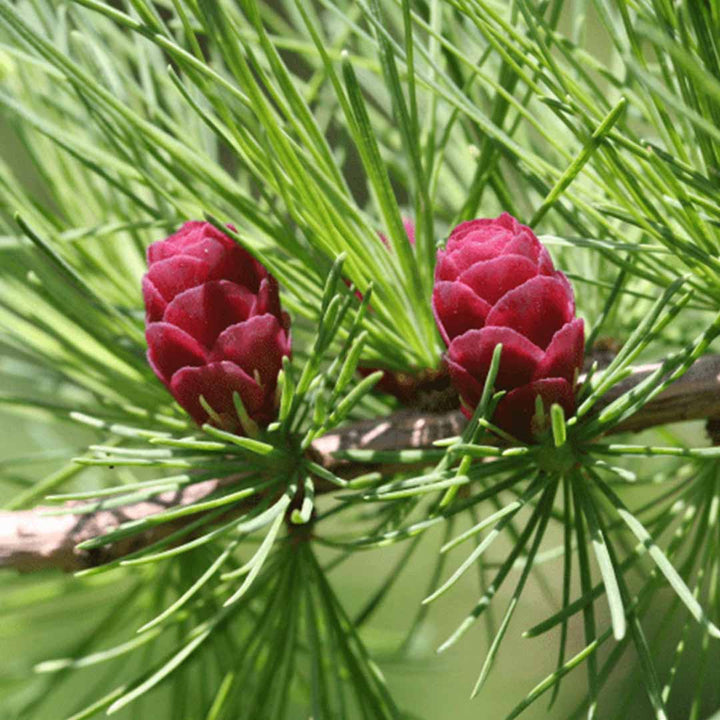 ORGANIC LARCH TAMARACK FLORAL WATER