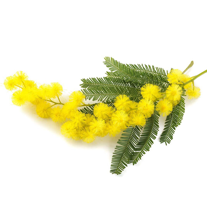 MIMOSA ABSOLUTE