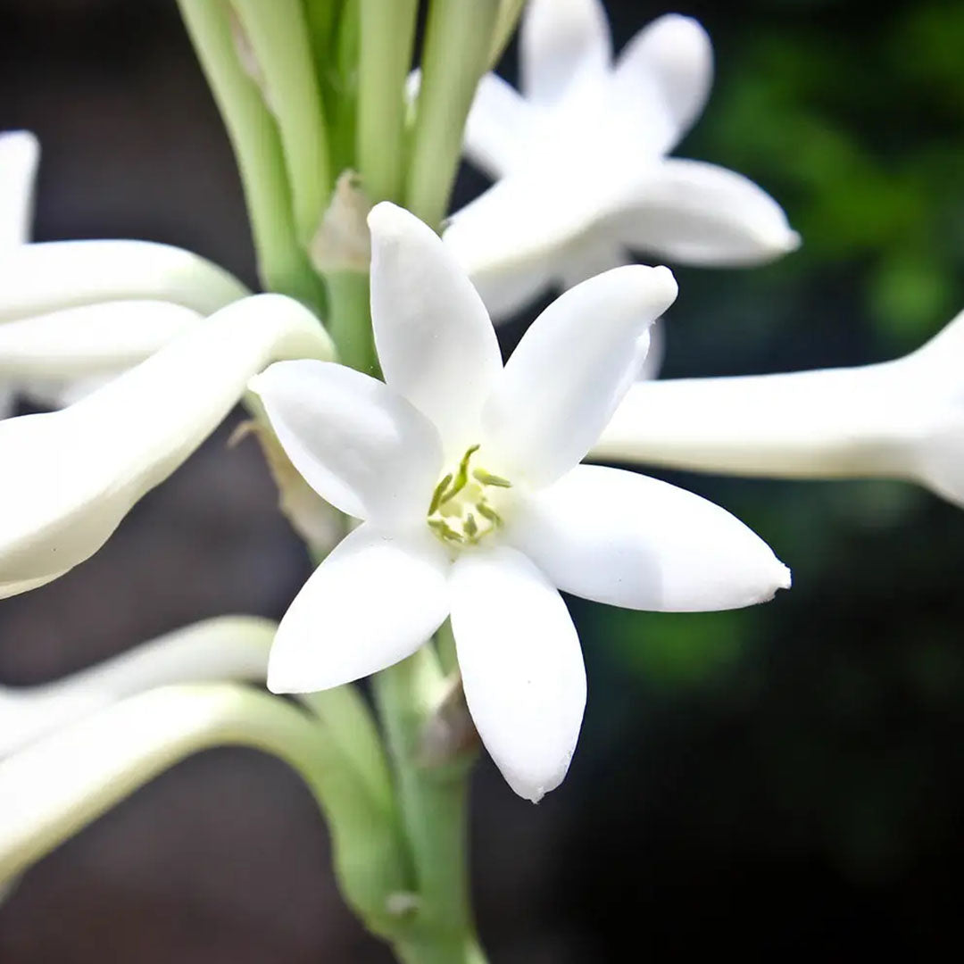 TUBEROSE FRAGRANCE NATURAL