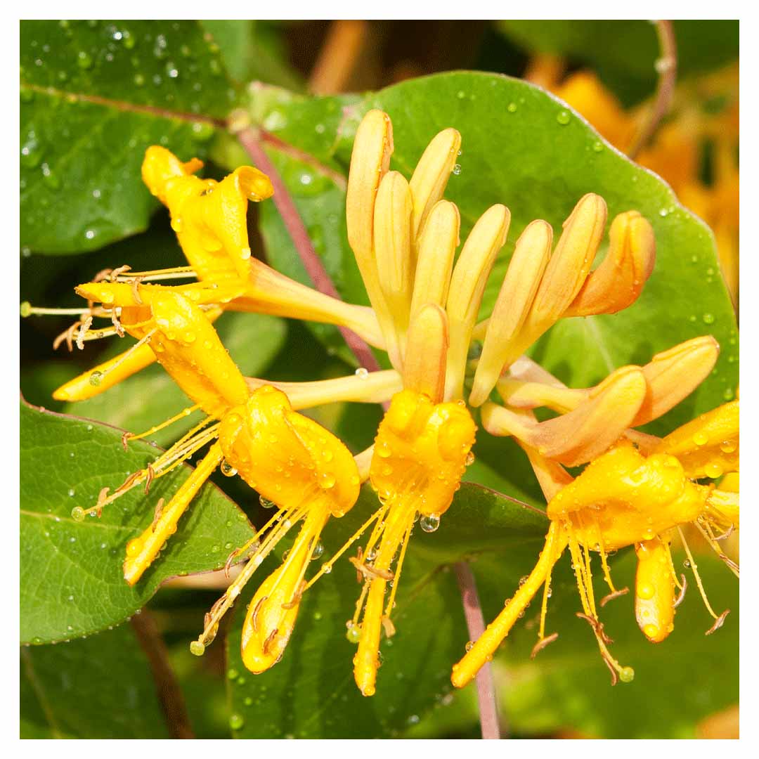 HONEYSUCKLE FRAGRANCE, NATURAL