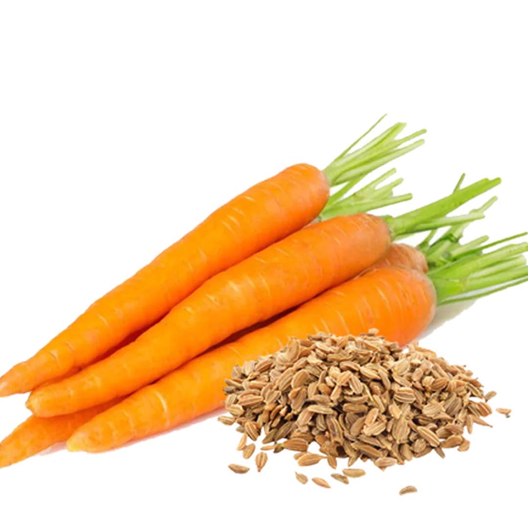 High quality essential oil manufacturer & exporter in wholesale bulk quantities. Buy Carrot seed essential oil now with SVA Naturals