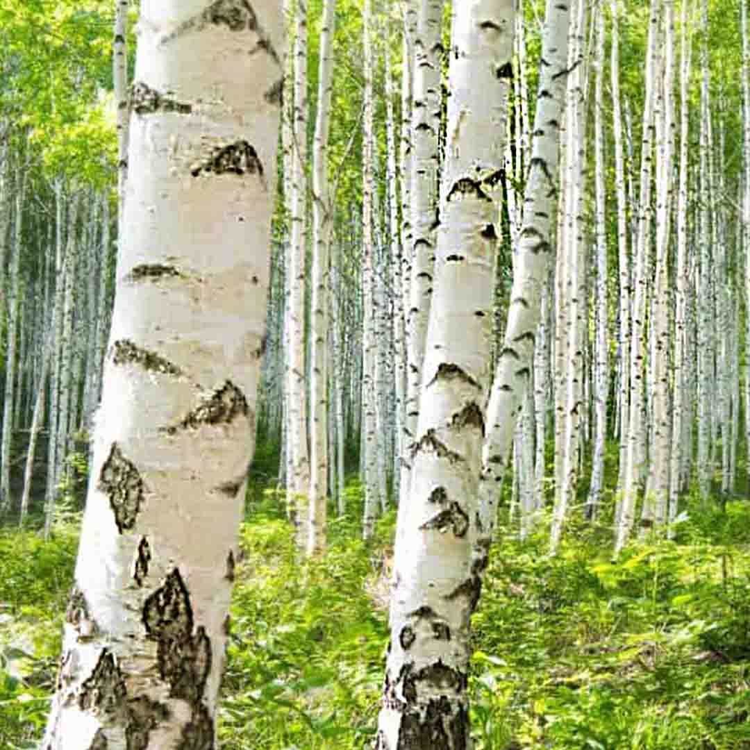 ORGANIC WHITE BIRCH FLORAL WATER