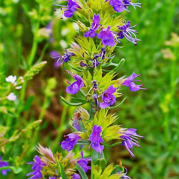 HYSSOP ESSENTIAL OIL