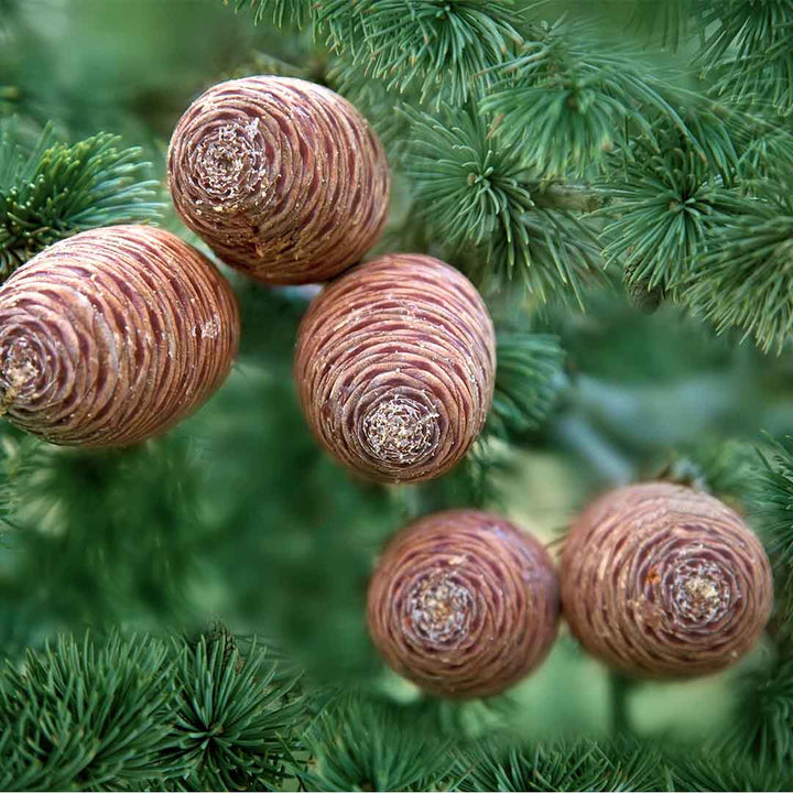 Sri Venkatesh Aromas (SVA Naturals): Bulk manufacturer & Exporter of Cedarwood Atlas essential oil