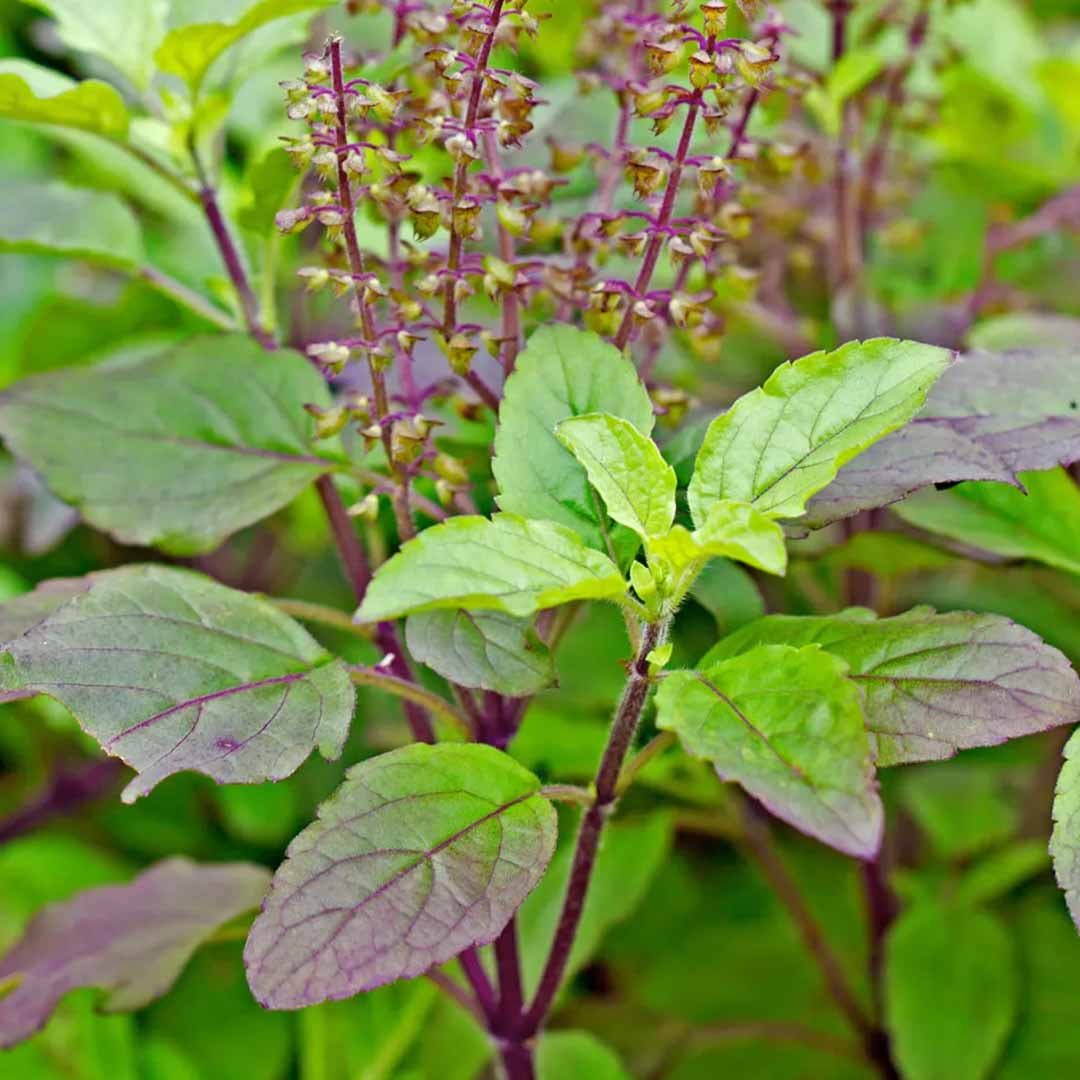 Tulsi Holy Basil essential oil by Sri Venkatesh Aromas- Leading wholesale supplier of essential oils in bulk