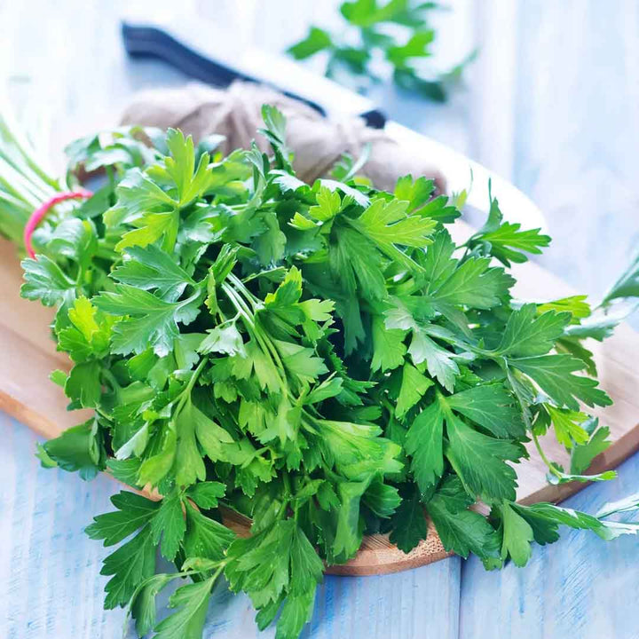 PARSLEY LEAF ESSENTIAL OIL