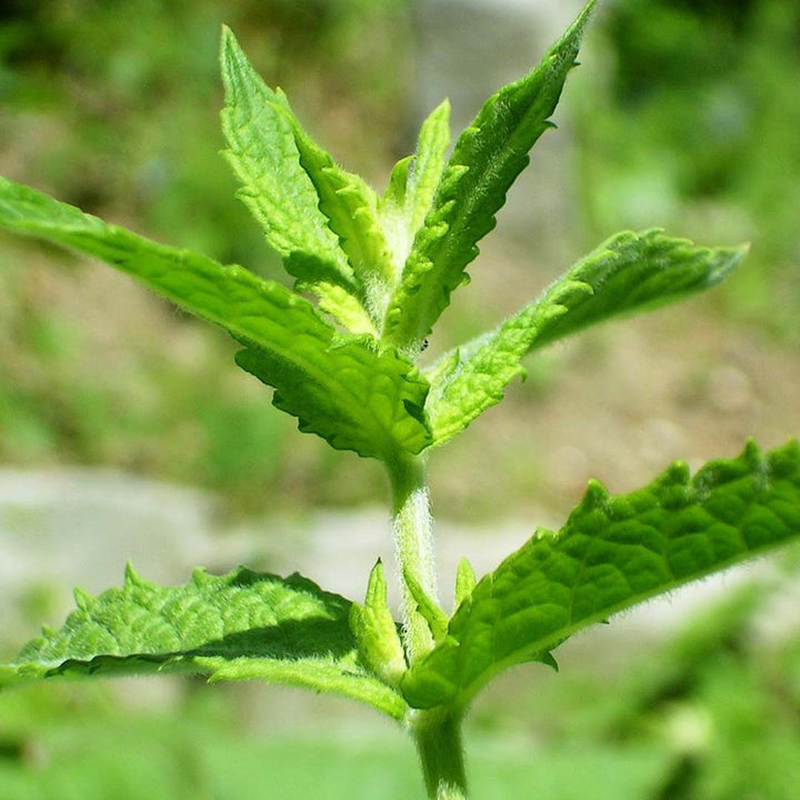 SPEARMINT ESSENTIAL OIL