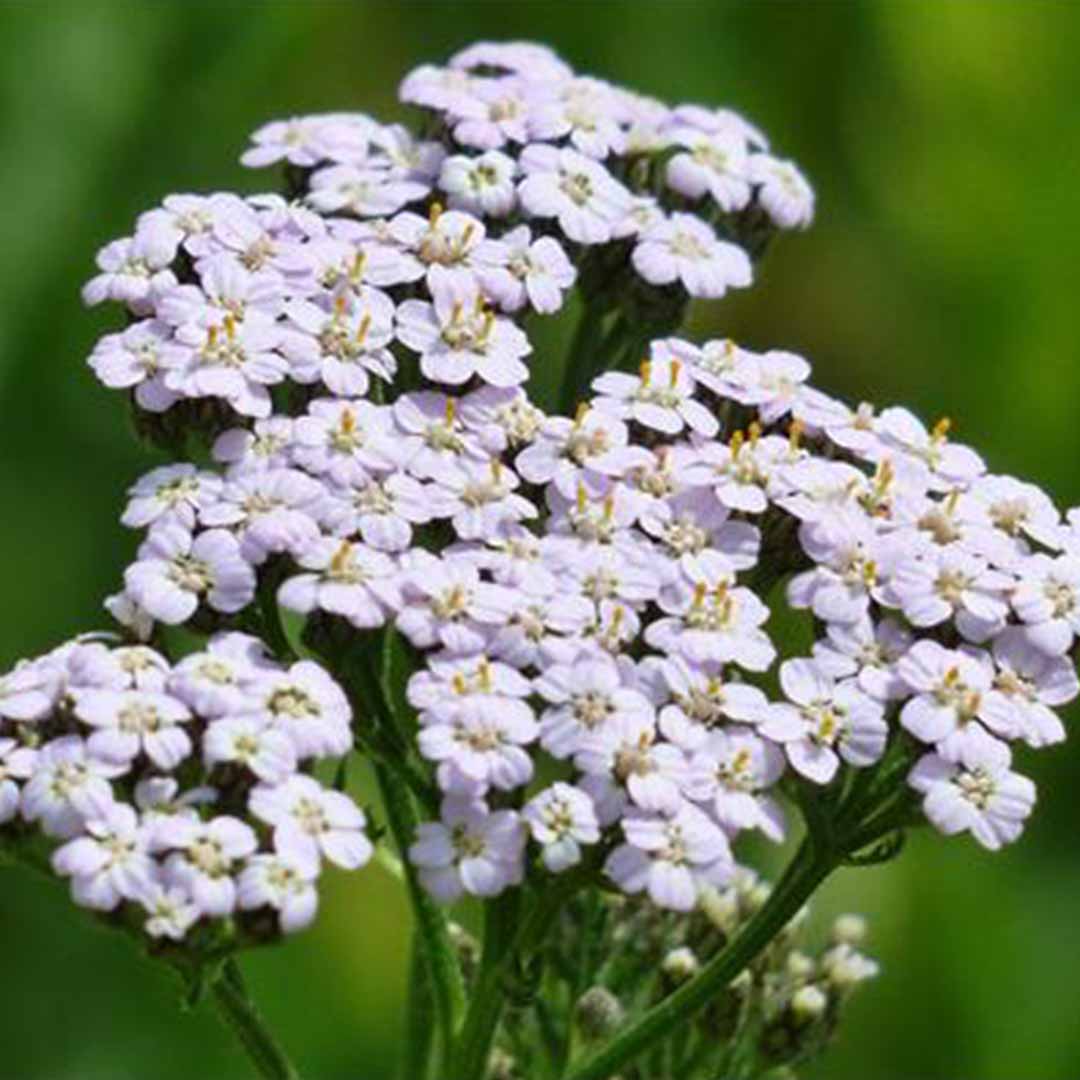 Sri Venkatesh Aromas (SVA Naturals): Top manufacturer & exporter of Bulk Yarrow Blue essential oil