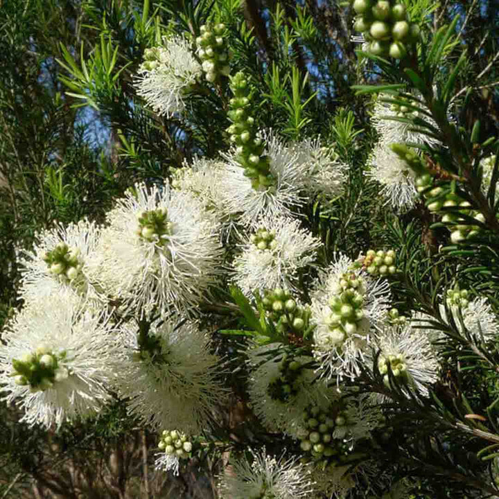 ROSALINA ESSENTIAL OIL (NORTHERN)