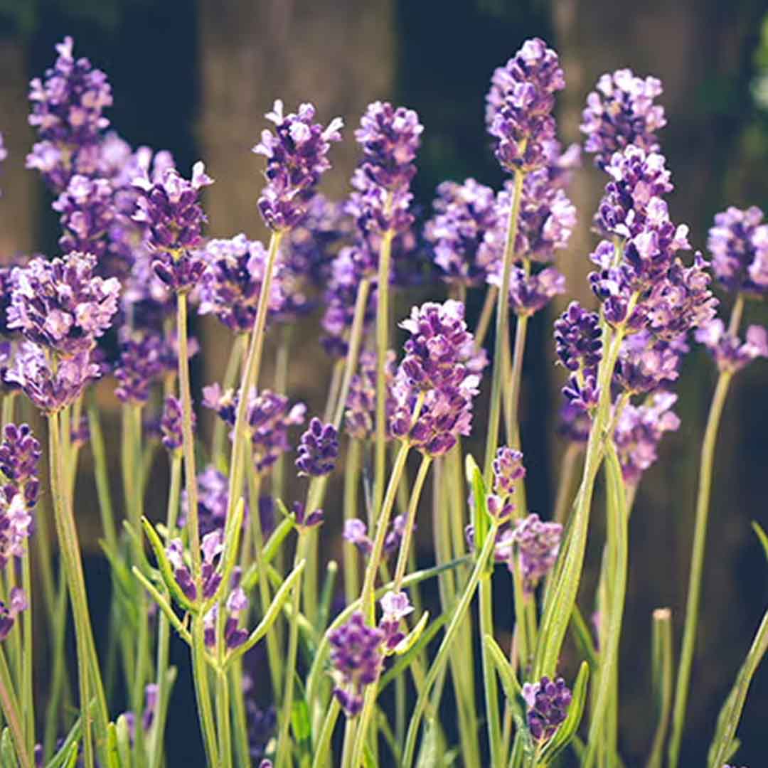 LAVENDER FLORAL WATER