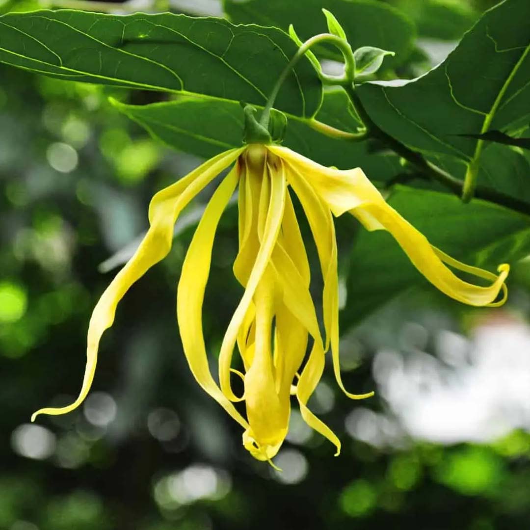 Sri Venkatesh Aromas (SVA Naturals): Top manufacturer & exporter of Bulk Ylang Ylang essential oil