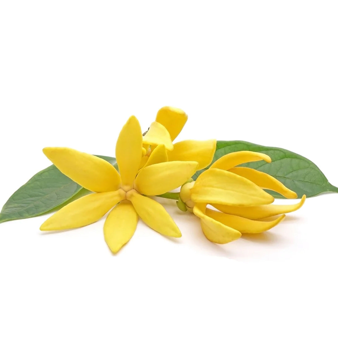 YLANG YLANG EXTRA ESSENTIAL OIL