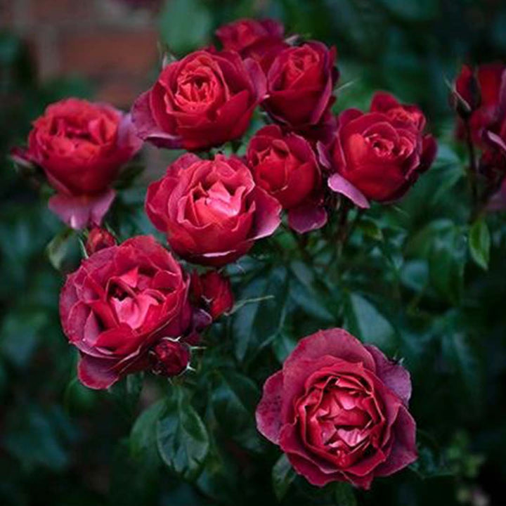 ROSE ABSOLUTE 3% IN JOJOBA