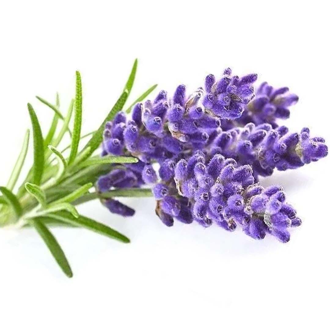 LAVENDER KASHMIR ESSENTIAL OIL