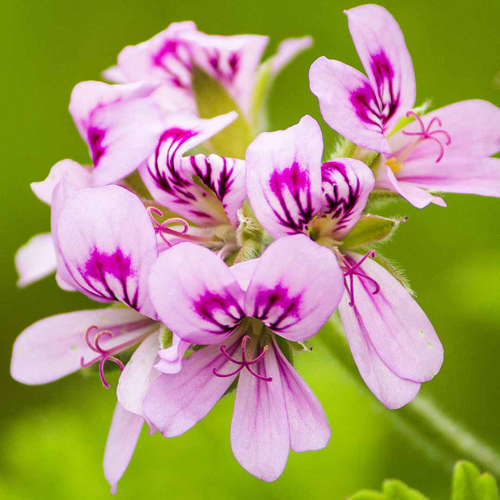 GERANIUM ESSENTIAL OIL (BOURBON)