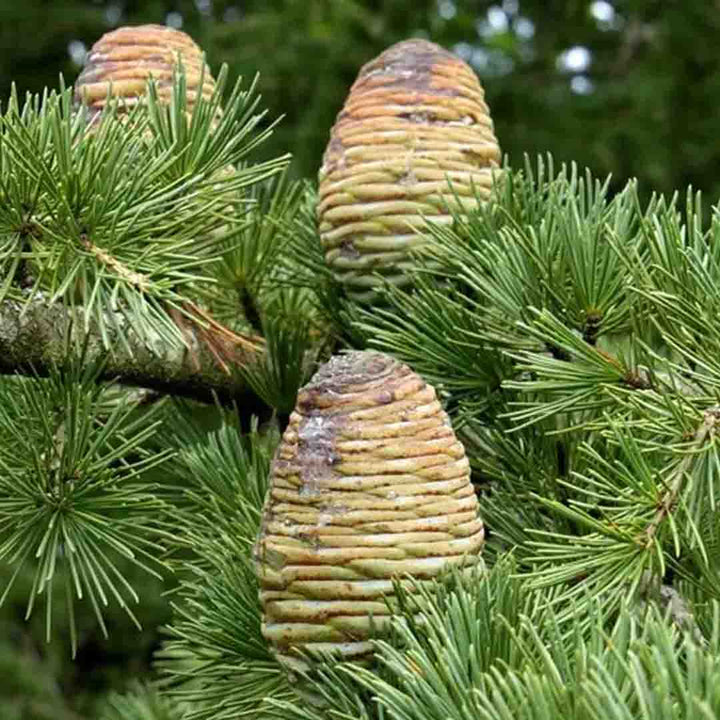 CEDARWOOD HIMALAYA ESSENTIAL OIL