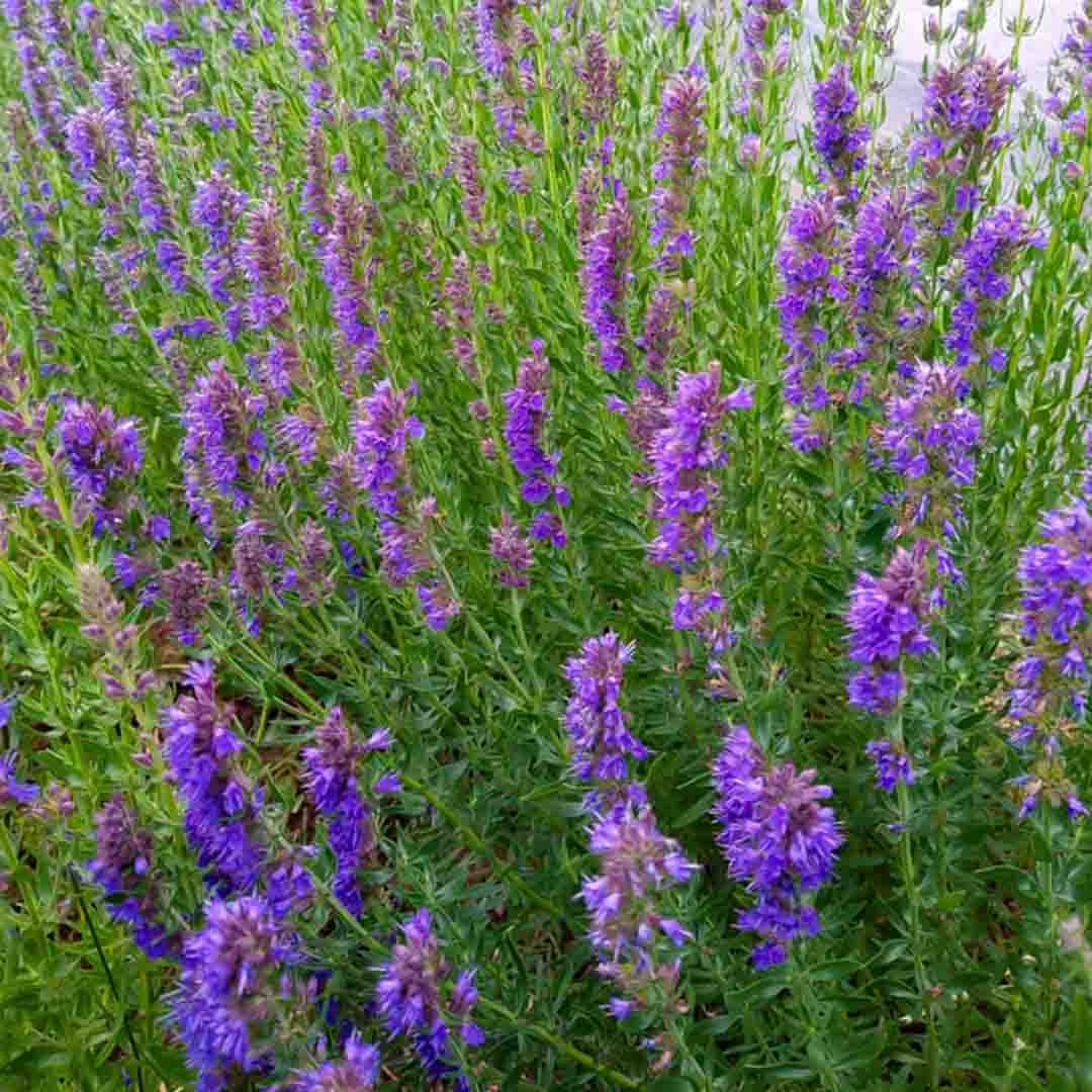 HYSSOP ESSENTIAL OIL, ORGANIC