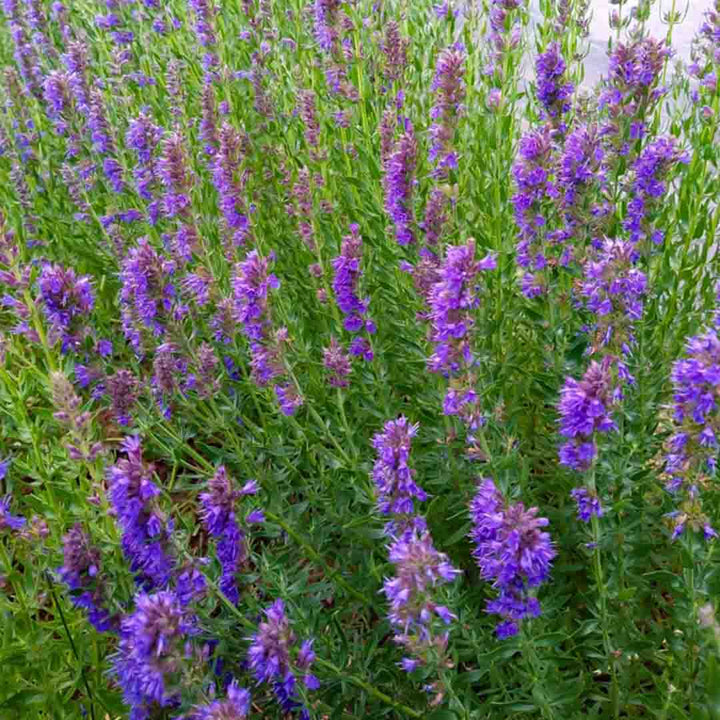 HYSSOP ESSENTIAL OIL, ORGANIC
