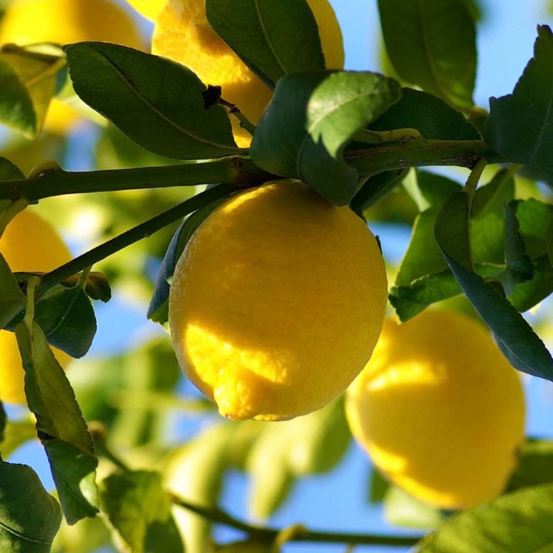 LEMON FRAGRANCE, NATURAL