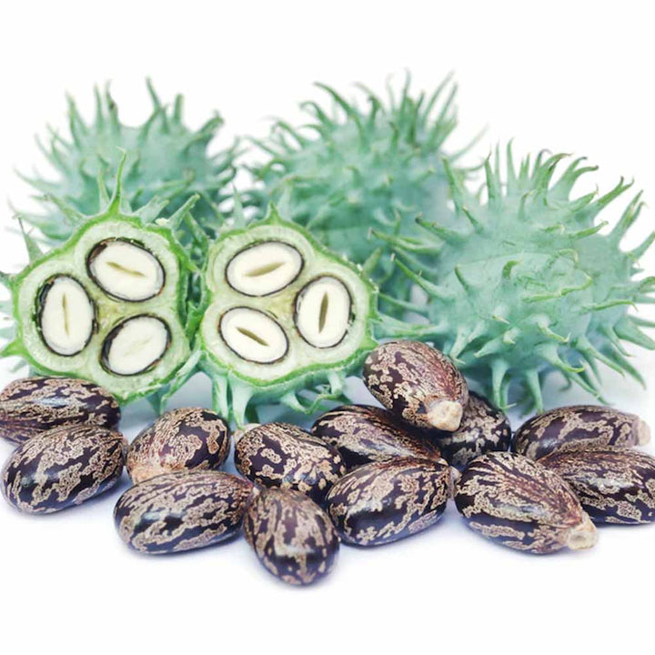 castor fruit, pure castor oil, buy Castor oil in bulk at wholesale prices by Sri Venkatesh Aromas