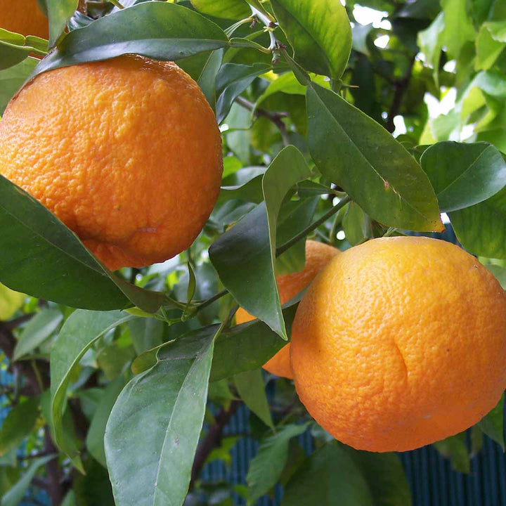 Sri Venkatesh Aromas (SVA Naturals): Bulk manufacturer & Exporter of Bitter Orange essential oil
